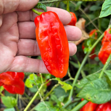 Roulette Habanero - Seeds - The Pepper Pantry (Formerly Marie Sharp's)